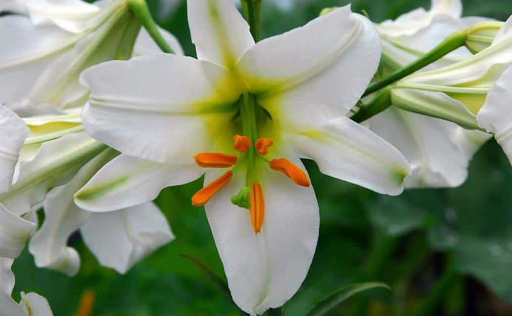 Growing Regale Lily from Seeds Flowersvideo