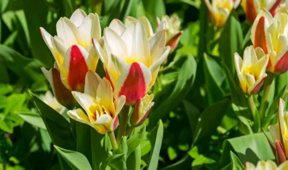 Tulip Heart’s Delight How to Grow and Care Flowersvideo